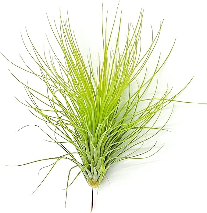 ragnaroc Air Plants - Tillandsia Andreana, Large 4-6" - 2ct - Live Arrival Gauranteed - House Plants for Home Decor & Gift