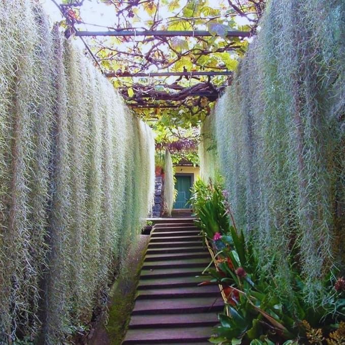 Spanish Moss Tillandsia Air Plants, Spanish Moss Plant Live, 1 to 2 Feet Long, Succulent Plants Live for Gardening Indoor Outdoor