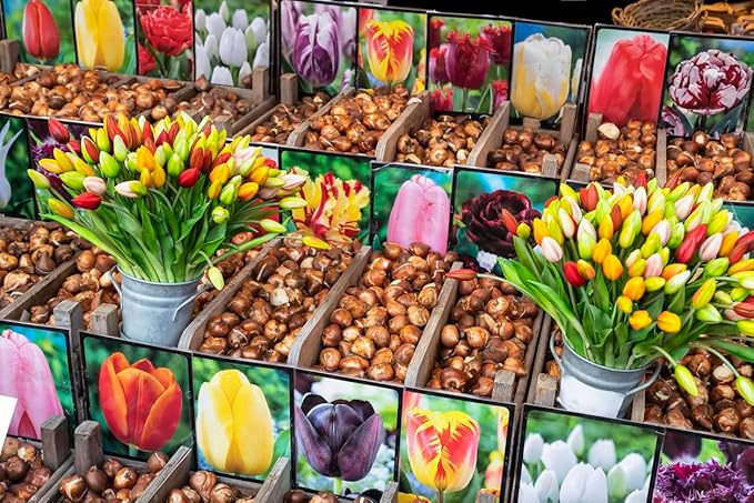 Texas Flame - Parrot Tulip Bulbs - 5 Red and Yellow Tulip Bulbs