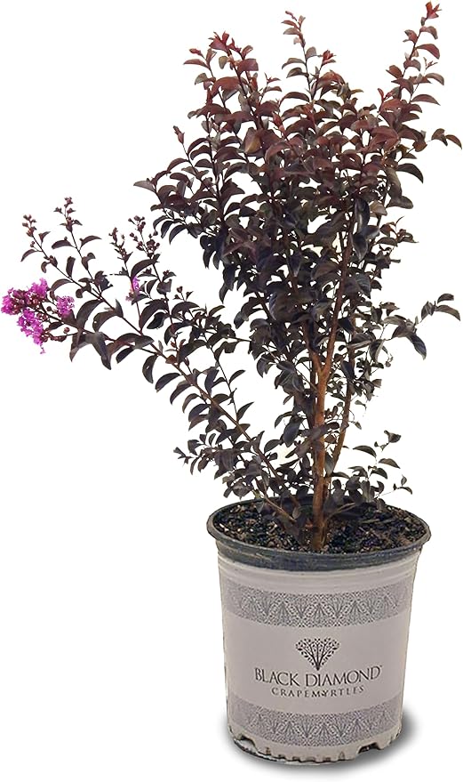 American Plant Exchange Black Diamond Purely Purple Crape Myrtle Tree Live, 3-Gallon Pot, 1-2ft Tall, Vibrant Purple Flowers, Drought-Tolerant, Large Outdoor Landscape Accent, Year-Round Beauty