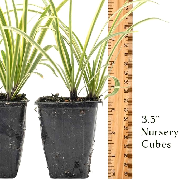 2 Pacific Grove Agapanthus in 3.5” Nursery Cubes (Agapanthus ‘Pacific Grove’) | Variegated Evergreen Perennial for Borders, Beds & Containers | Ready-to-Plant Live Starter Plants