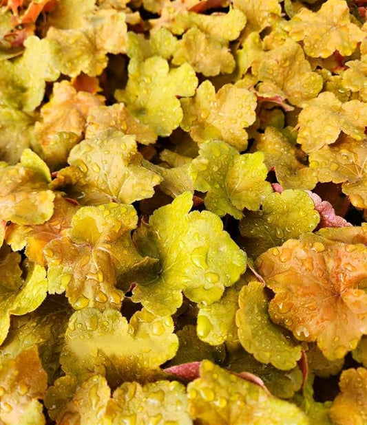 Greenwood Nursery: Live Perennial Plants - Caramel Heuchera + Coral Bells - [Qty: 5X Pint Pots] - (Click for Other Available Plants/Quantities)