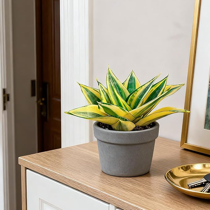 4" Live Snake Plants, Easy Care Houseplant for Home and Office Decor, Great Gift for Housewarming, Birthday, Thanksgiving