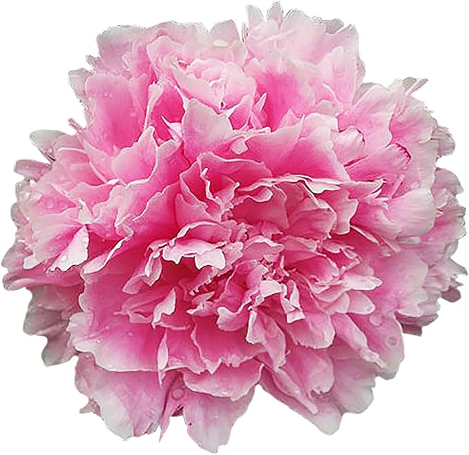 Sarah Bernhardt Double Pink Peony - Large 3-5 Eye, Bare Root | Premium Peony for Planting
