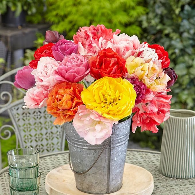 Garden State Bulb Double Dutch Mixed Tulip Flower Bulbs, 12/+ cm, Fall Planting (Bag of 25)