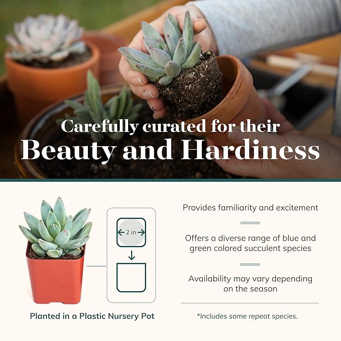 Shop Succulents Blue & Green Succulent Plant Pack Collection - Live Mini Succulent Plants, Low Maintenance, Mixture of Textures - Wedding and Party Favors, Gift & Garden, Pack of 12