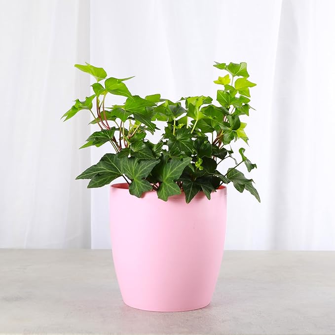 Thorsen's Greenhouse Live Green English Ivy Plant, Hedera Helix, Natural Air Purifier, Easy to Grow, Live Indoor Houseplant, 4" Diameter Pot (Blush)
