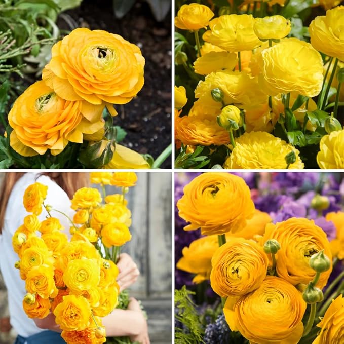 30 Ranunculus Bulbs for Fall Planting, Butterfly Ranunculus Corms, Peony Ranunculus Flower Bulbs for Garden, Vibrant Blooms in Spring (Yellow Ranunculus)