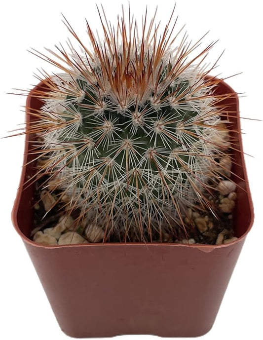 Sprout N Green Mammillaria rhodantha SSP. fera-rubra, Live Cactus Plant Fully Rooted in 2" Pots with Soil Mix, Houseplant for Indoor Outdoor Home Office Décor