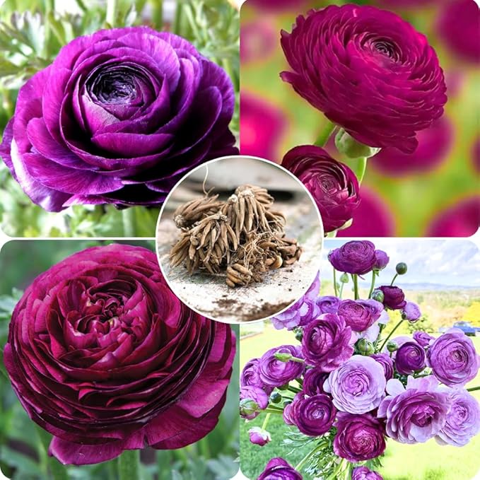 25 Ranunculus Bulbs for Fall Planting, Perennial Flowers Bulbs for Gardens, Vibrant Peony Buttercup Corms for Outdoor Borders (Purple Ranunculus)
