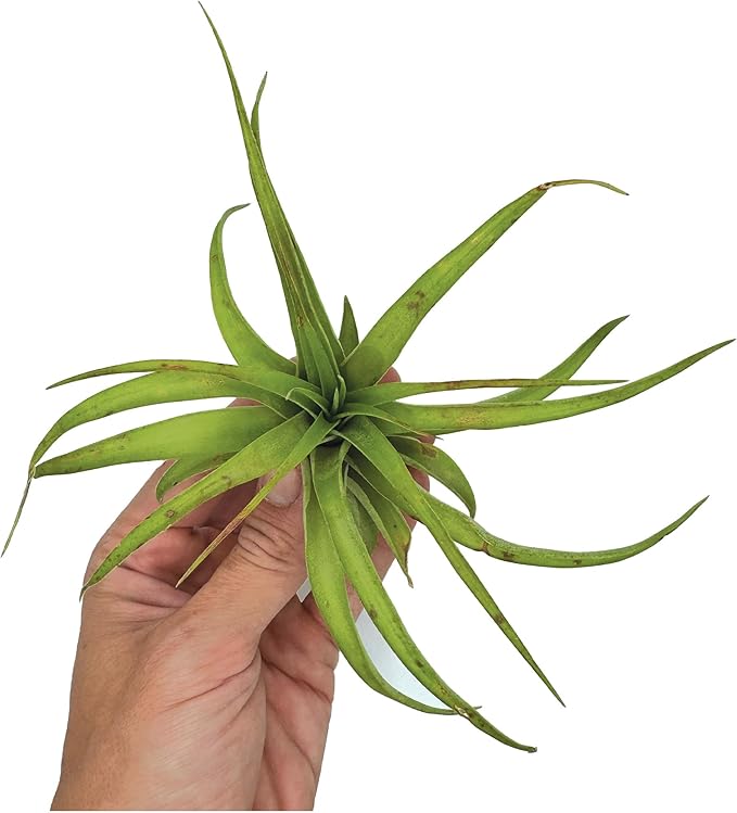 ragnaroc Air Plants - Tillandsia Brachycaulos Multiflora, Jumbo 5-7" - 3 ct - Live Arrival Guaranteed - House Plants for Home Decor & Gift