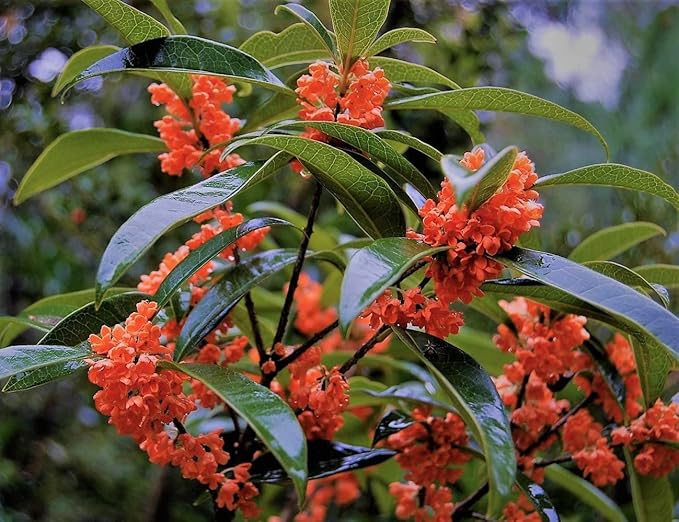 New Life Nursery & Garden / - Red Flowering Fragrant Tea Olive (osmanthus) / - Quart Pot