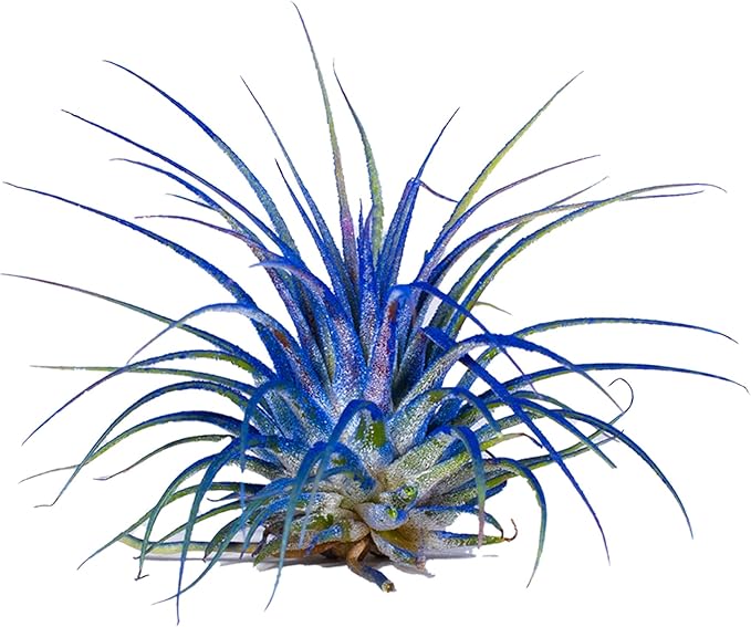 Air Plants - Tillandsia Ionantha - Organically Enhanced Color - Live Arrival Guaranteed - House Plants for Home Decor & Gift (3pk Blue Bell + White Barrels)
