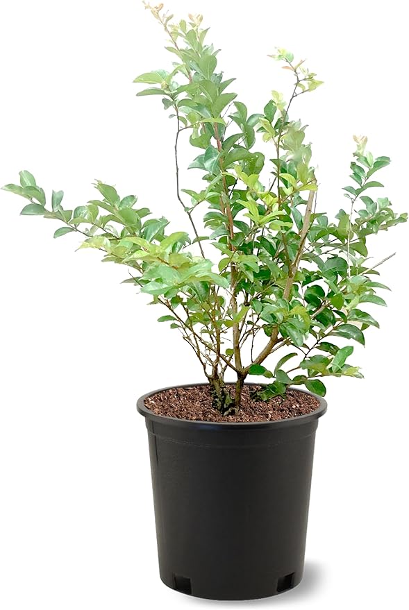 American Plant Exchange Tonto Crape Myrtle Tree Live, 3-Gallon Pot, 1-2ft Tall, Bright Fuchsia Pink Flowers, Drought-Tolerant, Large Outdoor Landscape Accent, Year-Round Beauty