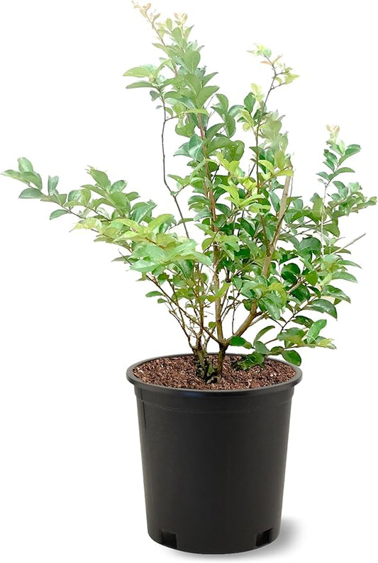 American Plant Exchange Tonto Crape Myrtle Tree Live, 3-Gallon Pot, 1-2ft Tall, Bright Fuchsia Pink Flowers, Drought-Tolerant, Large Outdoor Landscape Accent, Year-Round Beauty