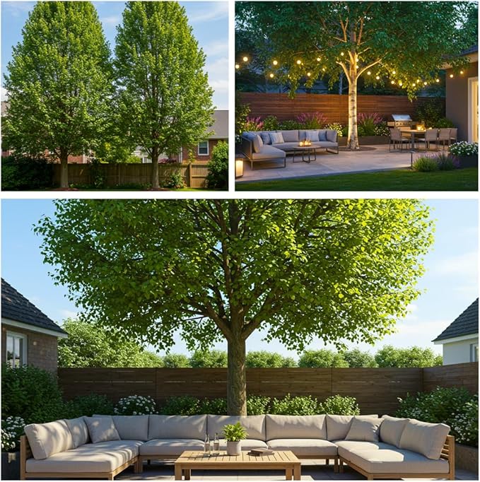 Hybrid Poplar Tree Seedlings for Planting - Fast Growing Privacy and Shade Trees (1 Tree)