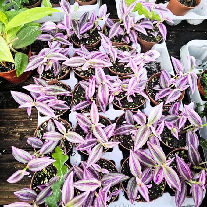 Pink Wandering Jew Live Plant, Tradescantia Zebrina Live Plant Indoors Outdoors, Purple Pink Paradise Leaves, Air Plant for Home and Office, 2" Pot
