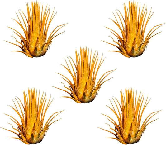 Air Plants - Tillandsia Ionantha - Organically Enhanced Color - Live Arrival Guaranteed - House Plants for Home Decor & Gift (Marigold 5pk)