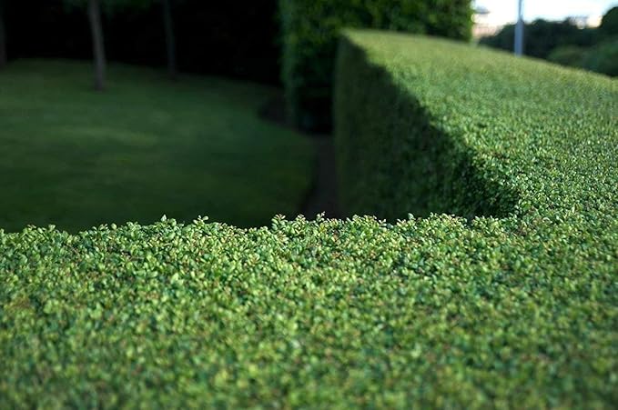 Dwarf Yaupon Holly | Ilex Schilling Stokes Vomitoria | 20 Live Plants | Drought Tolerant Low Maintenance Evergreen Hedge