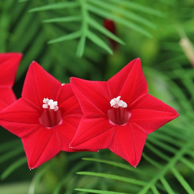 Outsidepride Red Cypress Vine Seeds - 100 Pcs Annual Flower Seeds with Nectar-Rich, Star-Shaped Flowers & Feathery, Fern-Like Leaves for Fences, Trellises, Pergolas & Vertical Gardens