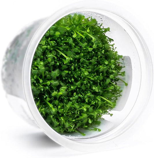 SubstrateSource Live Plant - Round-leaved Sundew (Drosera Rotundifolia) - Carnivorous Rosette for Bog Terrariums, Snail-Free in Vitro Plant - Tissue Culture