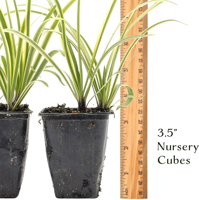 6 Pacific Grove Agapanthus in 3.5” Nursery Cubes (Agapanthus ‘Pacific Grove’) | Variegated Evergreen Perennial for Borders, Beds & Containers | Ready-to-Plant Live Starter Plants