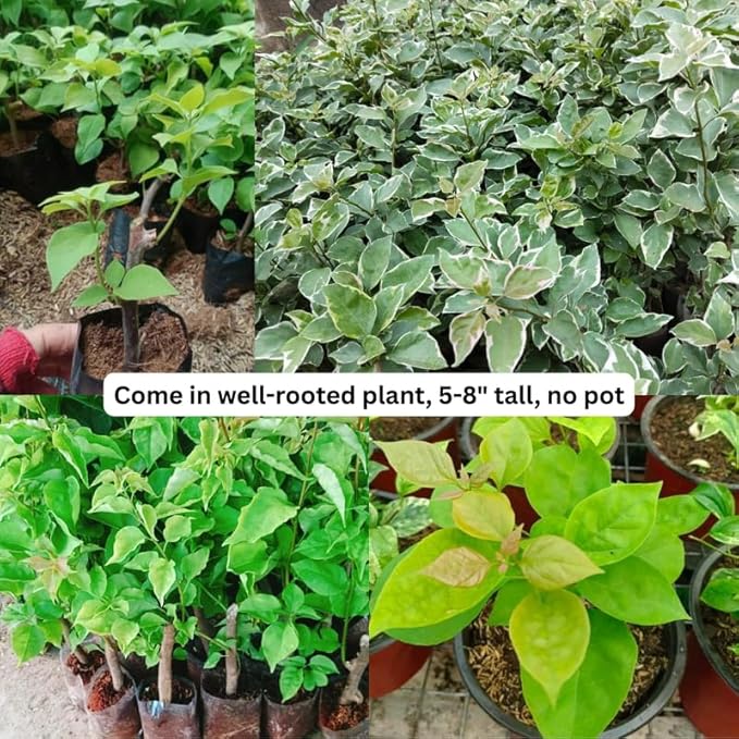 2 Bougainvillea Plants Live, Trailing Flowering Vines, 5-9” Tall, Well-Rooted Bougainvillea Trees for Outdoor Garden or Patio (White Bougainvillea)
