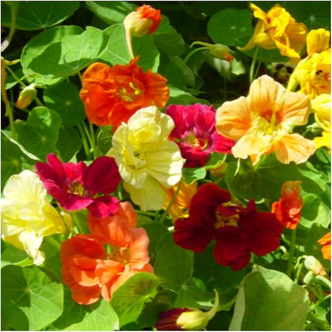 Seed Needs Nasturtium Seeds for Planting Edible Flowers - Collection Set of Jewel Blend & Double Gleam Nasturtiums to Attract Pollinators to a Butterfly Garden - Trailing and Bush Varieties (2 Packs)