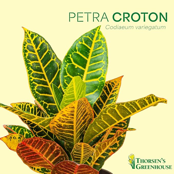 Thorsen's Greenhouse Live Petra Croton Plant, Codiaeum Variegatum, Colorful Foliage, Live Indoor Houselant (Sage, 6-inch Pot)