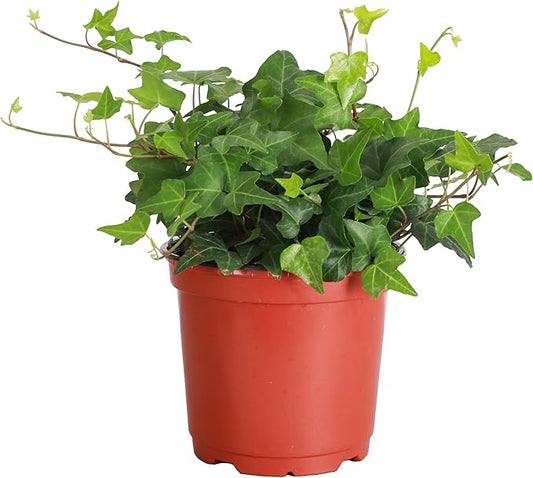 Thorsen's Greenhouse Live Green English Ivy Plant, Hedera Helix, Natural Air Purifier, Easy to Grow, Live Indoor Houseplant, (Nursery Pot - 6" Pot)