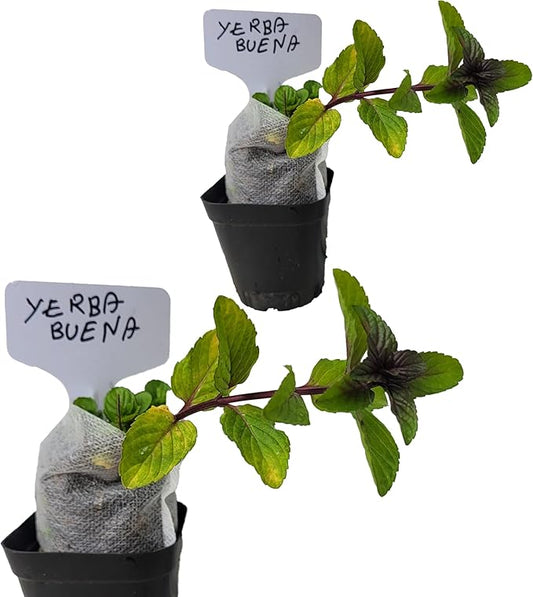 Yerba Buena Plants. Live, Fragrant, Fresh, Edible. Easy Grow. Indoor/Outdoor. (2 Yerba Mint Cups)