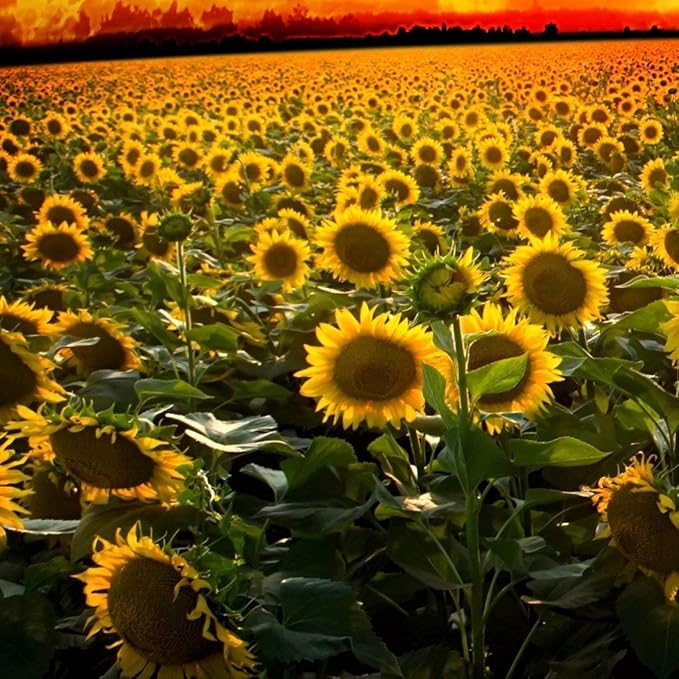 Outsidepride Wild Sunflower Seeds for Planting - 1/4 lb. Annual, Easy to Grow Flower Seeds w/Vibrant, Abundant Blooms for Cut Flower Arrangements & Pollinator & Vegetable Gardens