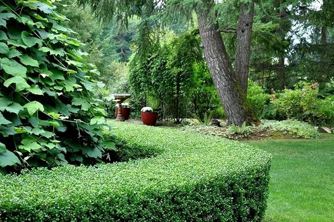 Dwarf Yaupon Holly | Ilex Schilling Stokes Vomitoria | 10 Live Plants | Drought Tolerant Low Maintenance Evergreen Hedge