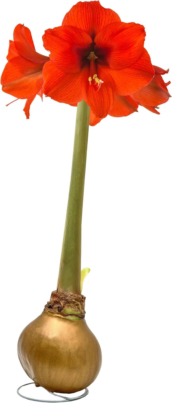 Bonnie Plants Gold Waxed Sovereign Amaryllis Bulb, Live Plant, Single Bulb
