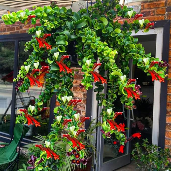 Random Lipstick Plans Live Houseplants in Pot, Aeschynanthus Red Flower Vine Décor Office, Desk Indoor Outdoor Growing