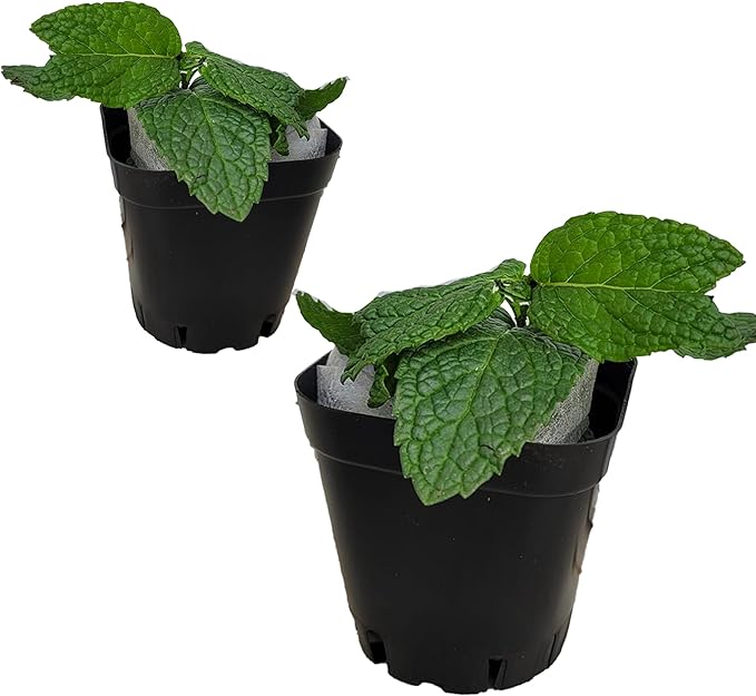 Mint Plants. Live, Fragrant, Fresh, Edible. Easy Grow. Indoor/Outdoor. (2 Any Mint Cups)
