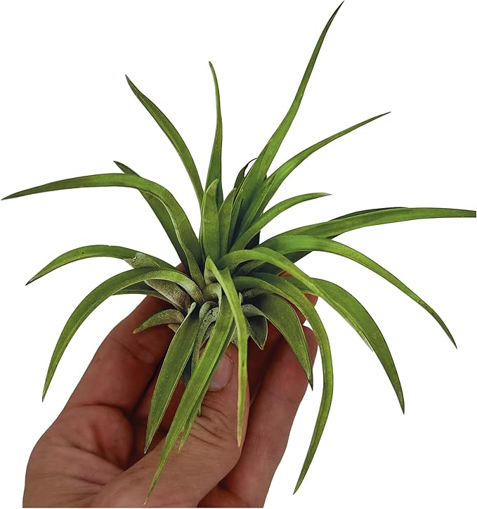 ragnaroc Air Plants - Tillandsia Brachycaulos Abdita, Large 4-6" - 1 ct - Live Arrival Guaranteed - House Plants for Home Decor & Gift