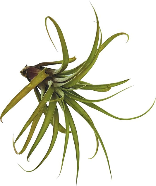 ragnaroc Air Plants - Tillandsia Capitata (Peach), Large 5-7” - 1 ct - Live Arrival Guaranteed - House Plants for Home Decor & Gift