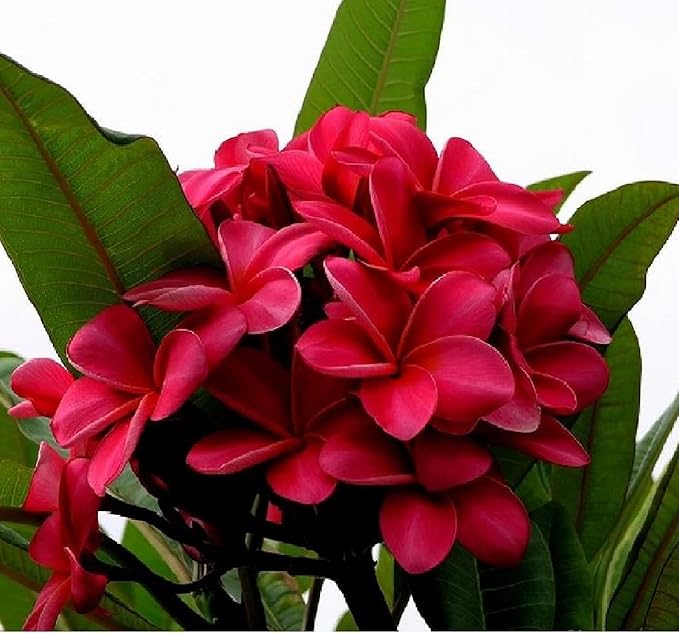 Frangipani Red Plumeria Plant Hawaii Cuttings 2 Pack lo987 Discount Hawaiian Gifts