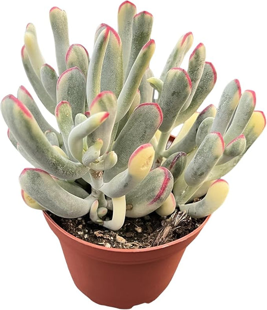 Sprout N Green Cotyledon Orbiculata cv. Long Leaf Variegated, Rare Live Succulent Plant Fully Rooted in 4" Planter with Soil, Home Office Indoor Outdoor Wedding Decoration DIY Projects Party Favor