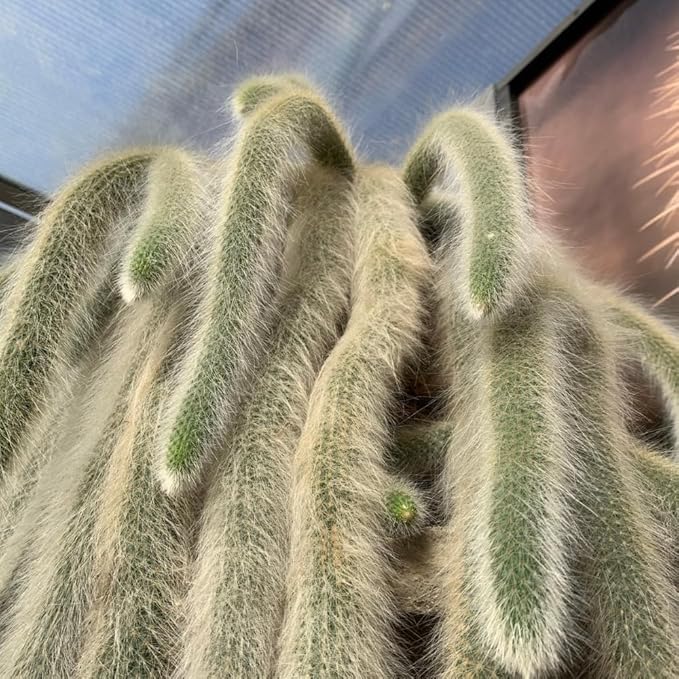 Trailing Monkey Tail Cactus Plant Live, 6 to 8 Inches Tall, Live Succulents Plant for Planting Indoor Oudoor