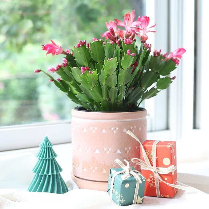 Christmas Cactus Thanksgiving Cactus (2 inch + Plastic Pot) - Red/Pink/White Zygocactus - Holiday Decorating with Cacti and Succulents - Christmas Gift Ideas 2025
