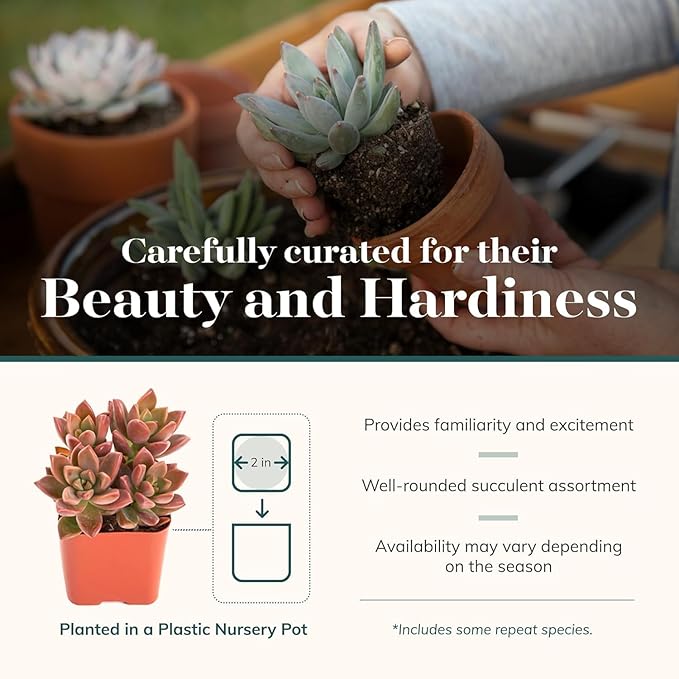 Shop Succulents Endless Summer Succulent Pack Collection - Live Mini Succulent Plants, Low Maintenance, Colors & Textures - Wedding and Party Favors, Gift & Garden, Pack of 32