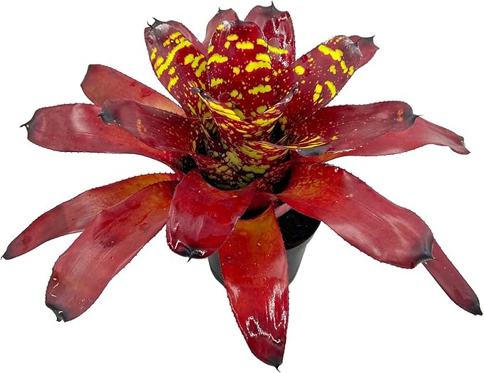 ragnaroc Live Plants - Bromeliad Neoregelia 'Green Eye', 16" Wide and 12" Tall in 6" Pot - 1ct - Live Arrival Guaranteed - House Plants for Home Decor & Gift