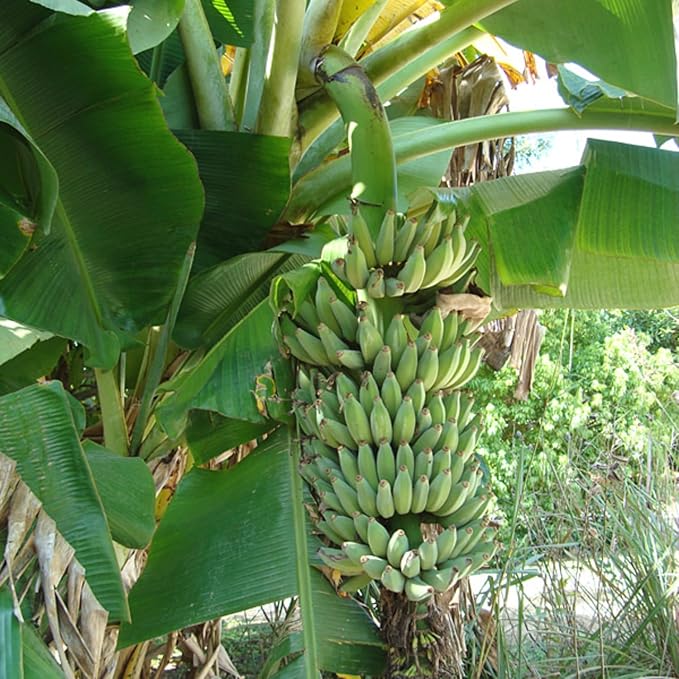Thai Banana Tree Live Plant, Cold Hardy Banana Plant Live, Tropical Banana Fruit Seedling, Well Rooted 4-8 Inch Tall