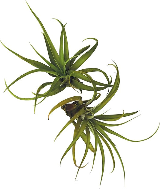 ragnaroc Air Plants - Tillandsia Capitata (Peach), Large 5-7” - 2 ct - Live Arrival Guaranteed - House Plants for Home Decor & Gift