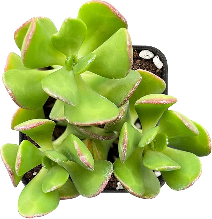 Sprout N Green Tree Stonecropin | Sedum dendroideum with 2 inch Starter Pot, Rare Live Succulent Plant Fully Rooted, Home Office Indoor Outdoor Wedding Decoration DIY Projects Party Favor