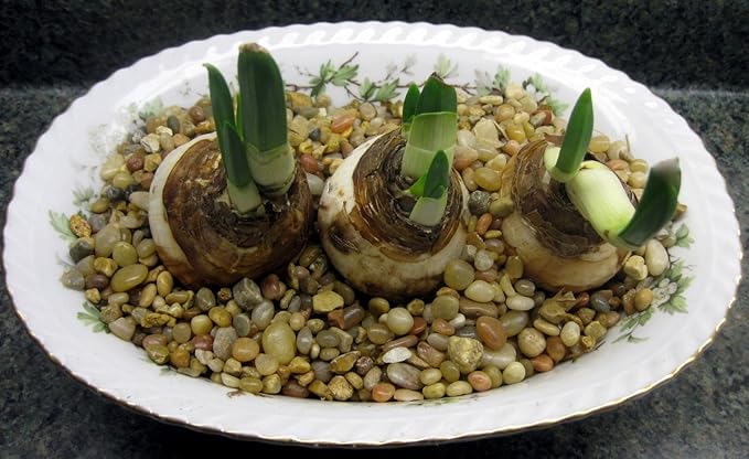 Ziva Paperwhite Flower Bulbs - 5 Bulbs - Large 15/+ cm Size - Paperwhite Narcissi