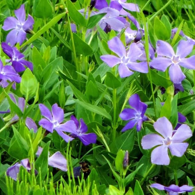 Set 24 of Periwinkle Plants Live, Vinca Plants Live, Vinca Ground Cover Vine Bare Roots from 6 Inc Tall
