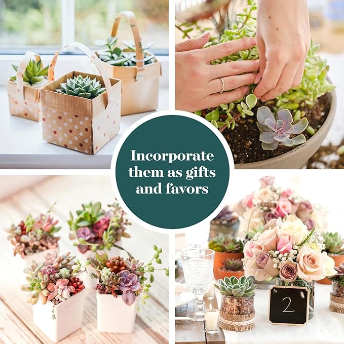 Shop Succulents Pastel Succulent Plant Pack Bulk Collection - Live Mini Succulent Plants, Low Maintenance, Bright & Serene Colors & Textures - Wedding and Party Favors, Gift & Garden, Pack of 64